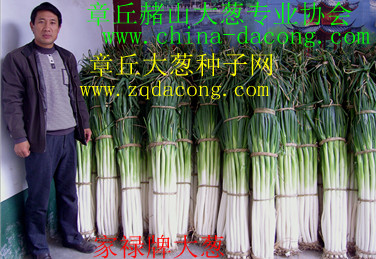 葱种子 大葱种子 山东大葱种 全国亩产第一 章丘大葱种子网 
