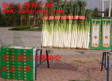 章丘大葱种 抗重茬 新品种 家禄三号 山东大葱第一 大葱种子