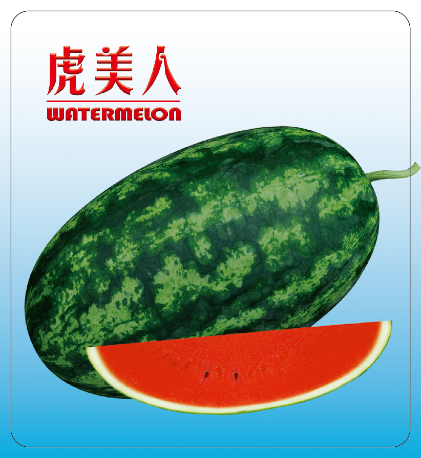 虎美人西瓜