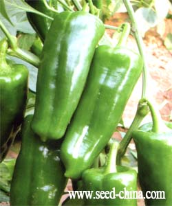巨无霸三号——辣椒