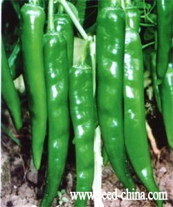 镇研九号——辣椒