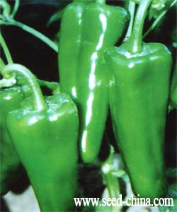 新镇研三号——辣椒