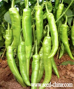 镇研黄绿王——辣椒
