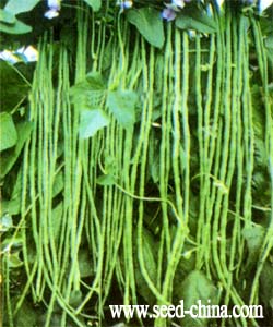 新鑫四号青豇——豇豆