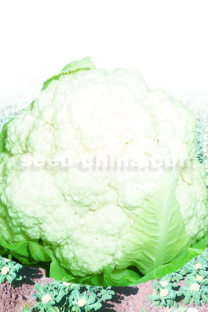东海明珠80天-花椰菜