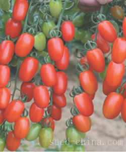 夏红宝小番茄