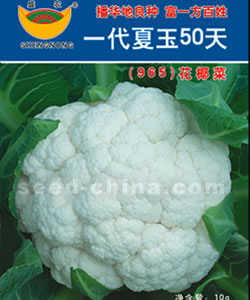 一代夏玉50天--花菜