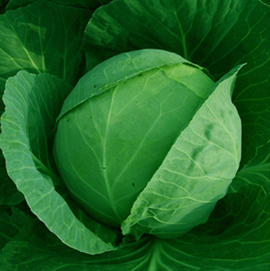 耐寒甘蓝品种－－豪瑞90