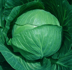 荷兰甘蓝品种－－豪瑞100