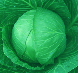 荷兰高产甘蓝品种－－豪瑞110