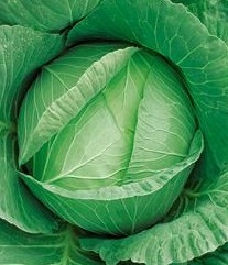 日本耐热甘蓝——豪艳55