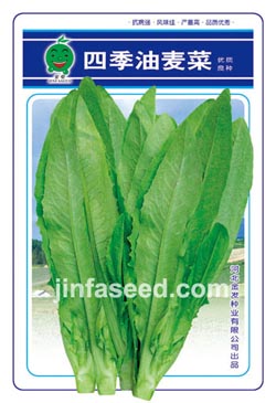 四季油麦菜