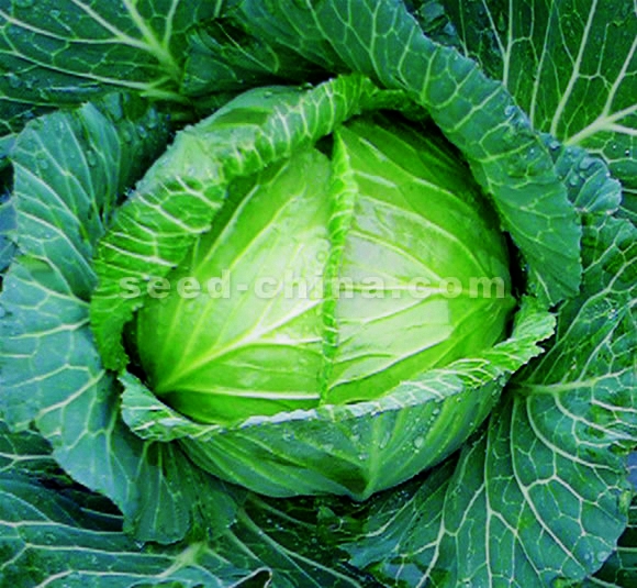 点击在新窗口中打开