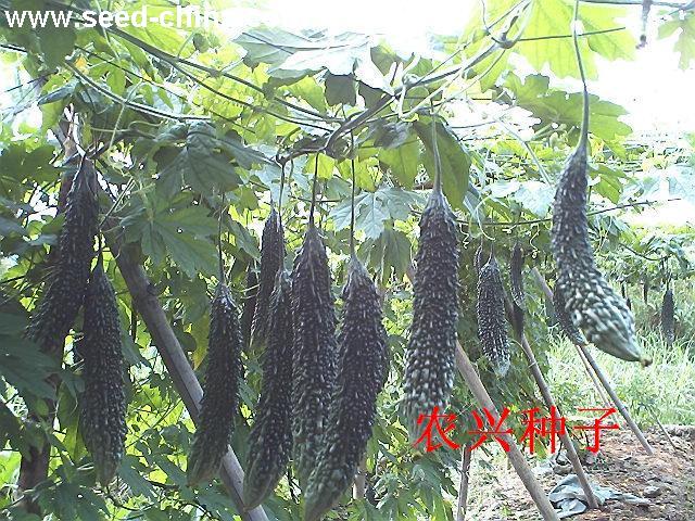 点击在新窗口中打开