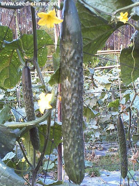 点击在新窗口中打开