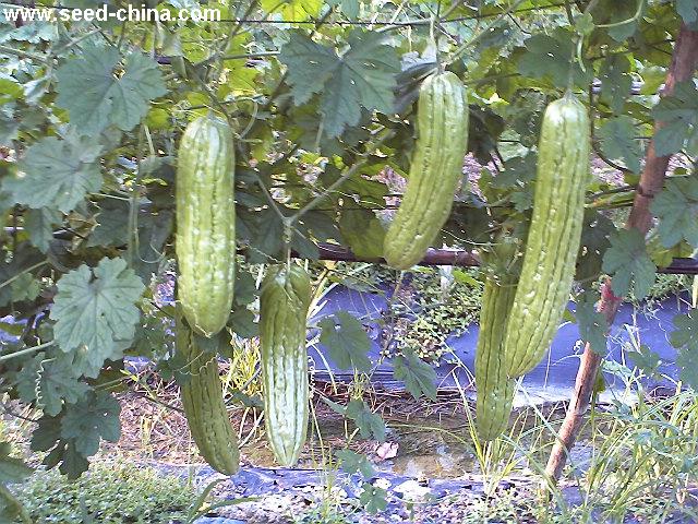 点击在新窗口中打开