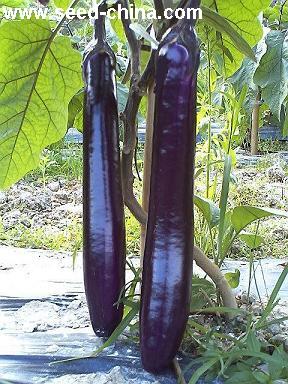 点击在新窗口中打开