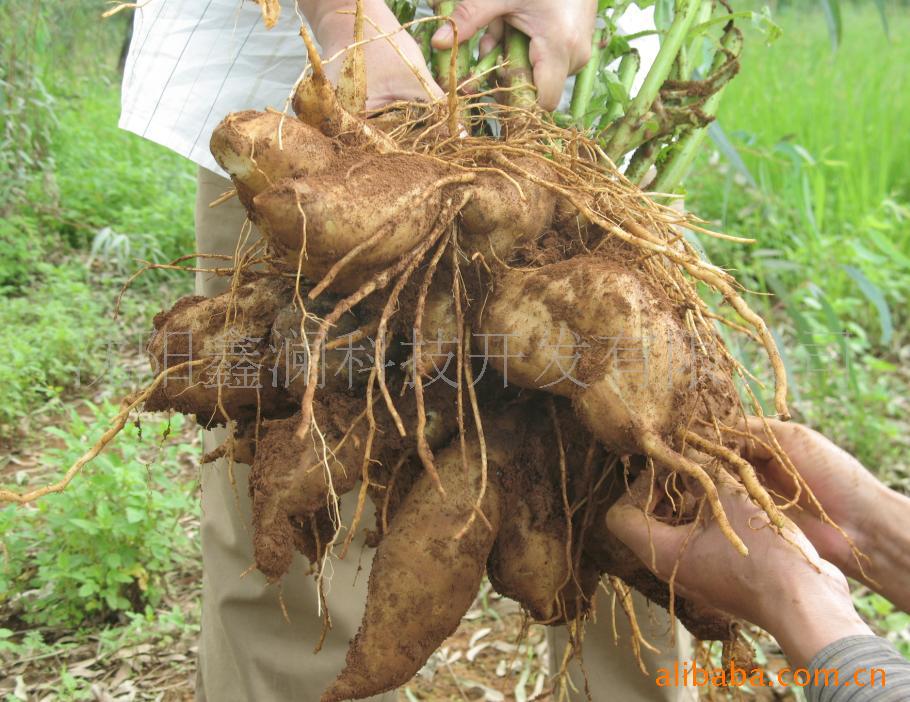 点击在新窗口中打开