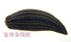 点击在新窗口中打开