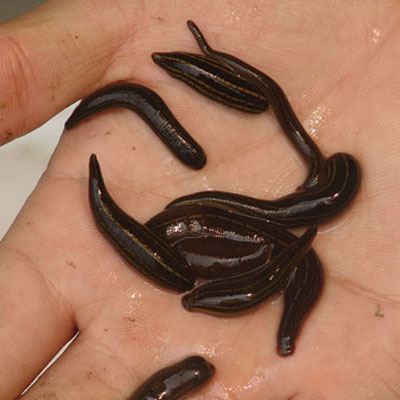 点击在新窗口中打开