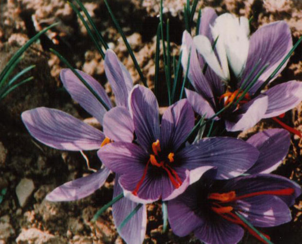 点击在新窗口中打开