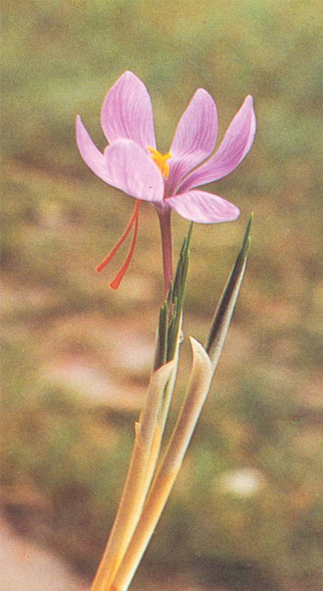 点击在新窗口中打开