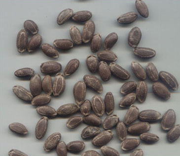 点击在新窗口中打开