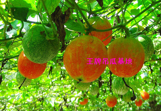 点击在新窗口中打开