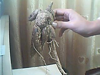 点击在新窗口中打开