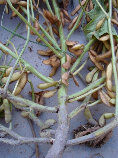 点击在新窗口中打开