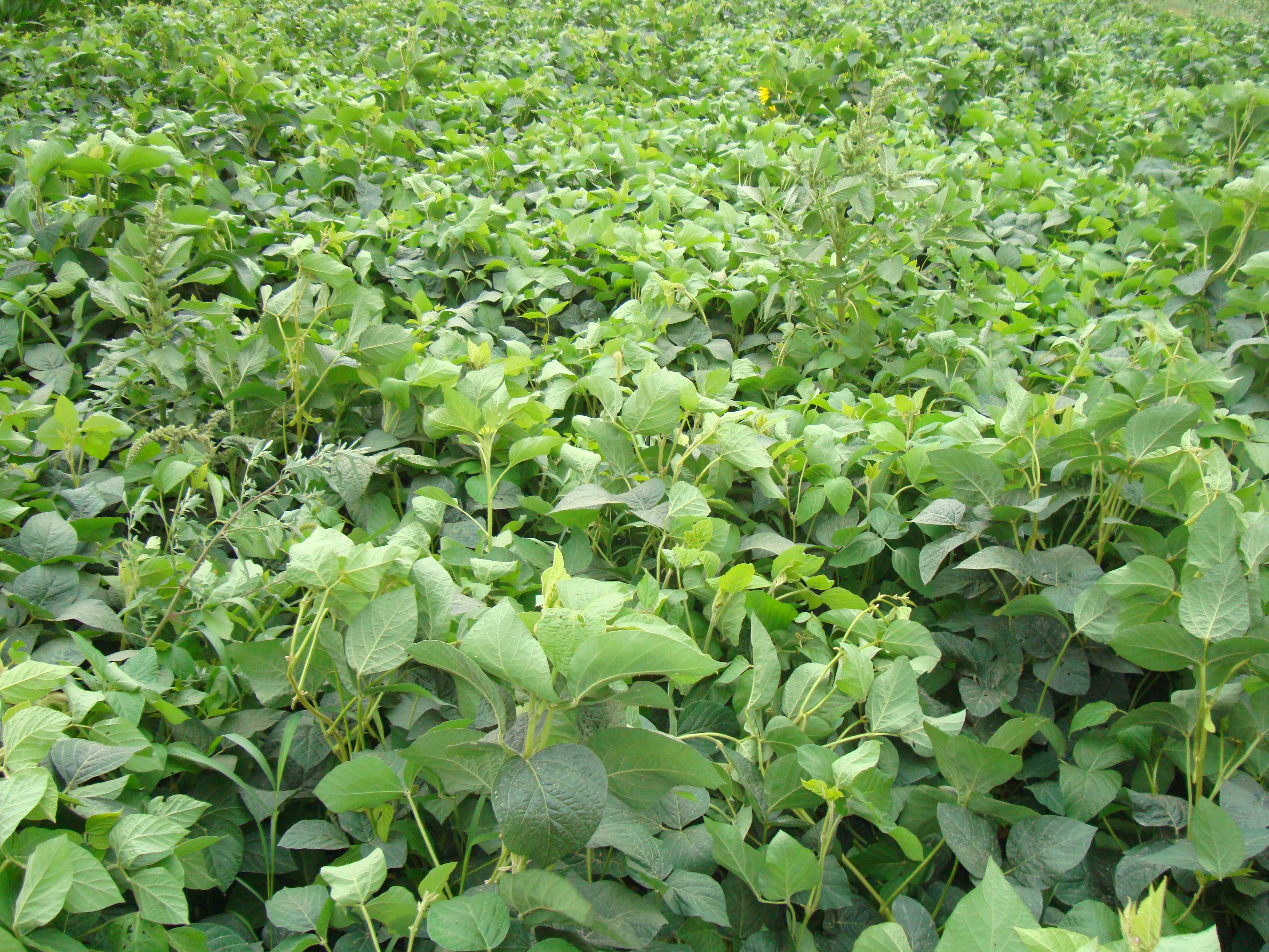 点击在新窗口中打开