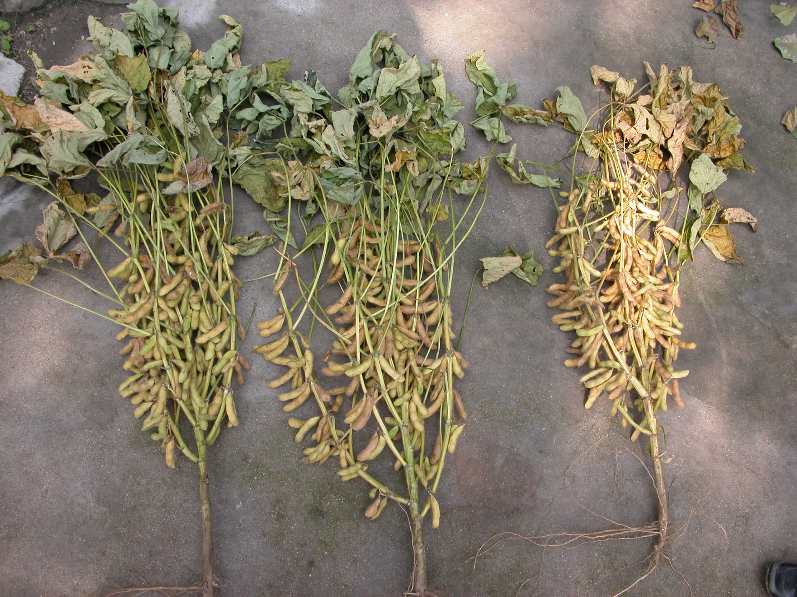 点击在新窗口中打开