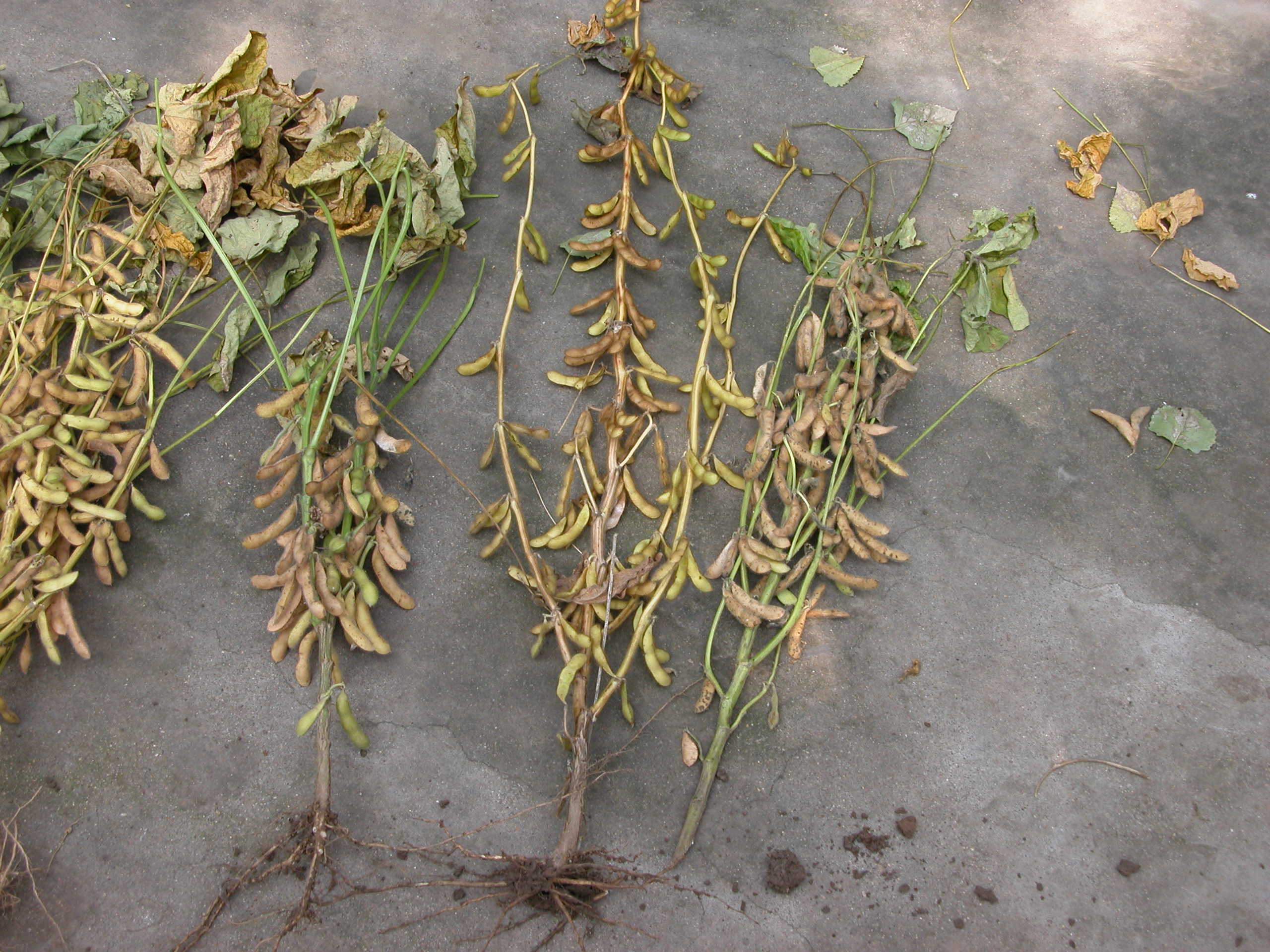 点击在新窗口中打开