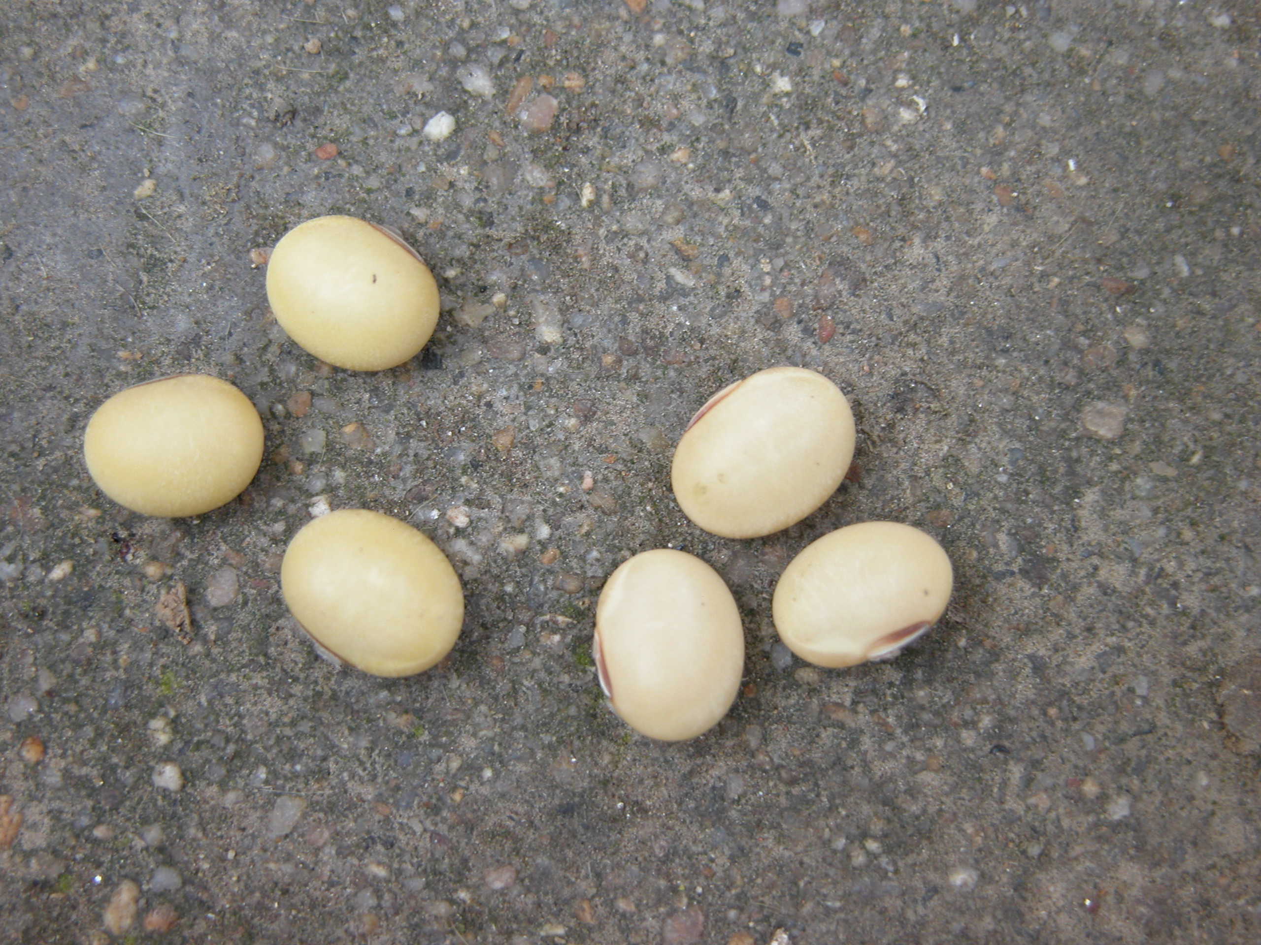 点击在新窗口中打开