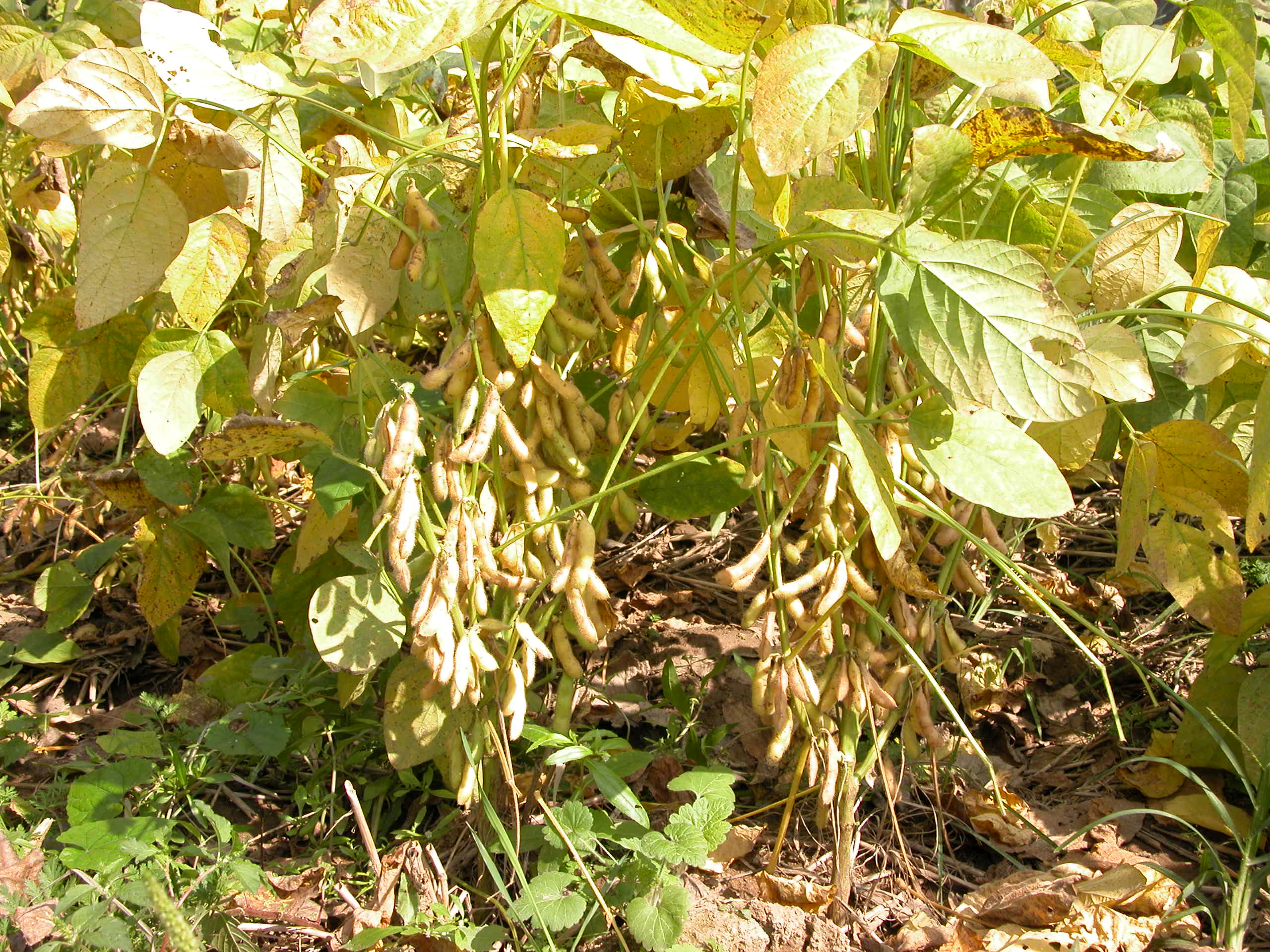 点击在新窗口中打开