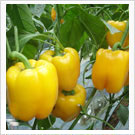 点击在新窗口中打开