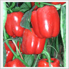 点击在新窗口中打开