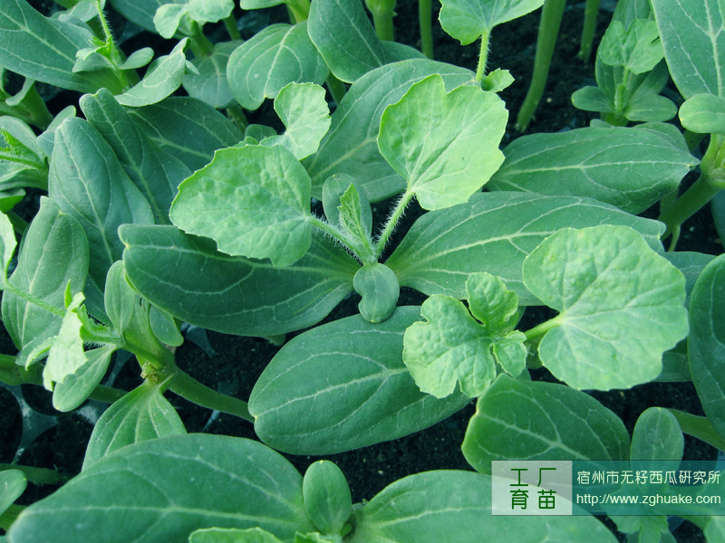 点击在新窗口中打开