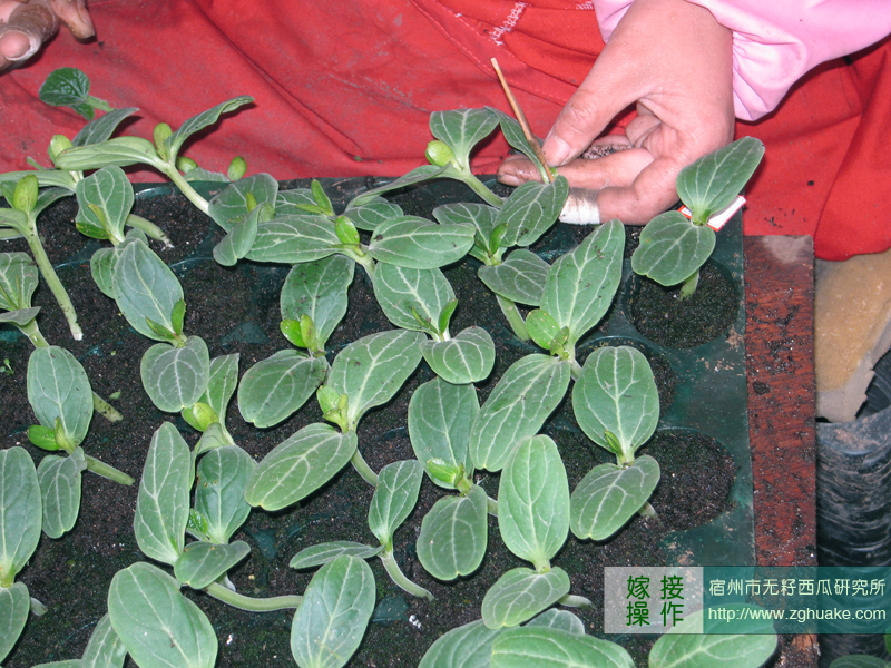 点击在新窗口中打开