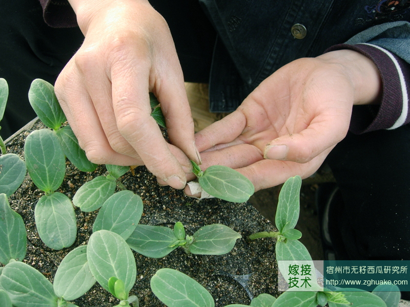 点击在新窗口中打开