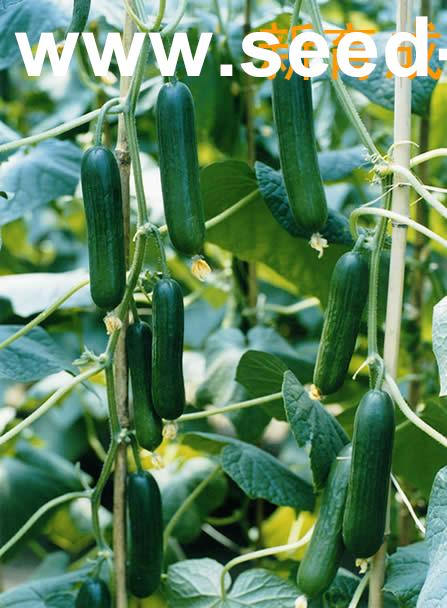 点击在新窗口中打开