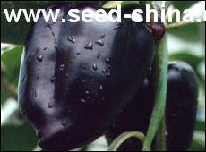 点击在新窗口中打开