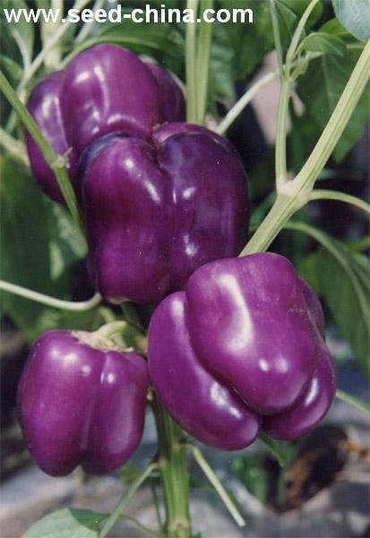 点击在新窗口中打开