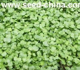 点击在新窗口中打开