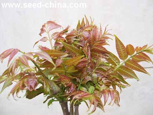 点击在新窗口中打开