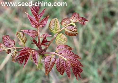 点击在新窗口中打开