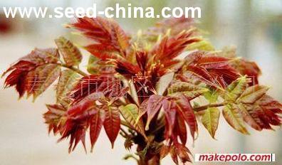 点击在新窗口中打开