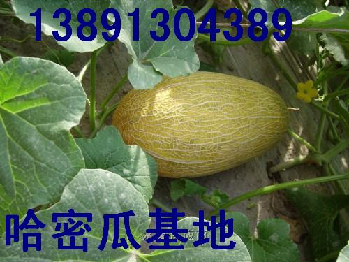 点击在新窗口中打开