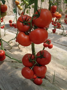 点击在新窗口中打开