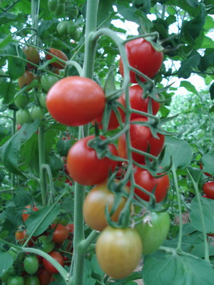 点击在新窗口中打开